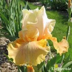 IRIS ISLAND CORAL - L'iriseraie - KUTTOLSHEIM ALSACE FRANCE