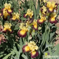 IRIS JACQUES CŒUR - L'iriseraie - KUTTOLSHEIM ALSACE FRANCE