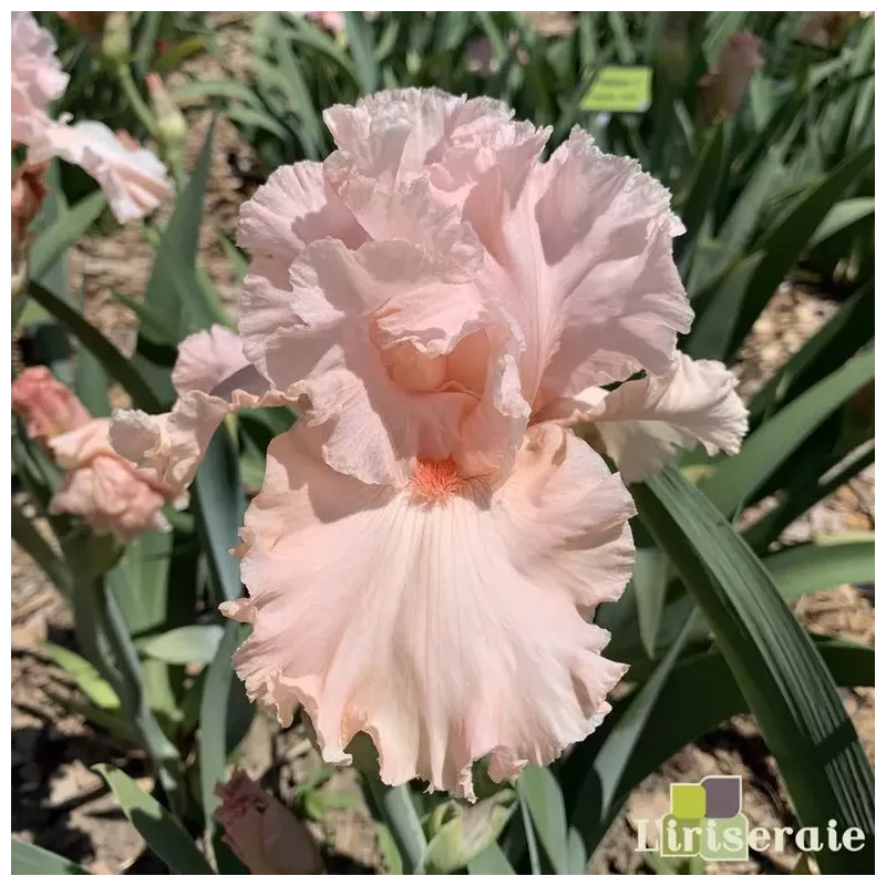 IRIS JUNE KRAUSSE - L'iriseraie - KUTTOLSHEIM ALSACE FRANCE IRIS JUNE KRAUSSE - L'iriseraie - KUTTOLSHEIM ALSACE FRANCE