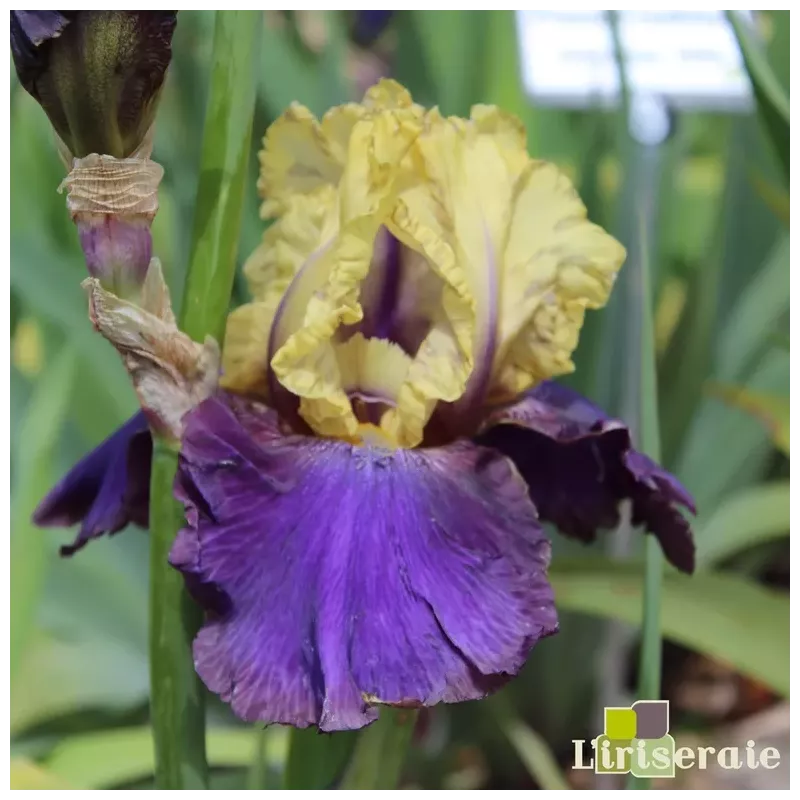 IRIS JURASSIC PARK - L'iriseraie - KUTTOLSHEIM ALSACE FRANCE