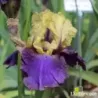 IRIS JURASSIC PARK - L'iriseraie - KUTTOLSHEIM ALSACE FRANCE