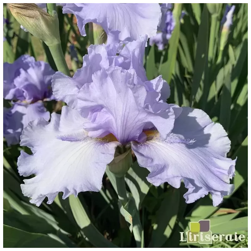 IRIS JUST FOR KICKS - L'iriseraie - KUTTOLSHEIM ALSACE FRANCE