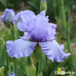 IRIS JUST FOR KICKS - L'iriseraie - KUTTOLSHEIM ALSACE FRANCE