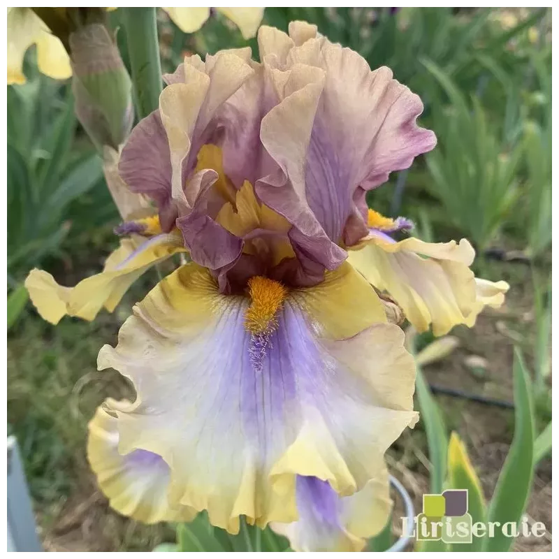 IRIS KARIBIK - L'iriseraie - KUTTOLSHEIM ALSACE FRANCE