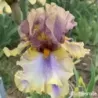 IRIS KARIBIK - L'iriseraie - KUTTOLSHEIM ALSACE FRANCE