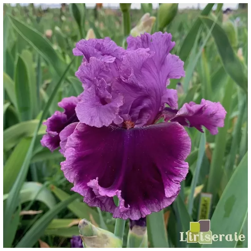 IRIS ANOTHER WOMAN - L'iriseraie - KUTTOLSHEIM ALSACE FRANCE