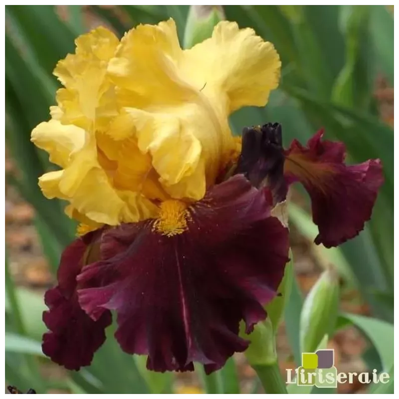 IRIS KATHY CHILTON - L'iriseraie - KUTTOLSHEIM ALSACE FRANCE