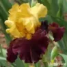 IRIS KATHY CHILTON - L'iriseraie - KUTTOLSHEIM ALSACE FRANCE
