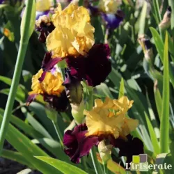 IRIS KATHY CHILTON - L'iriseraie - KUTTOLSHEIM ALSACE FRANCE