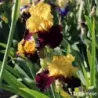 IRIS KATHY CHILTON - L'iriseraie - KUTTOLSHEIM ALSACE FRANCE