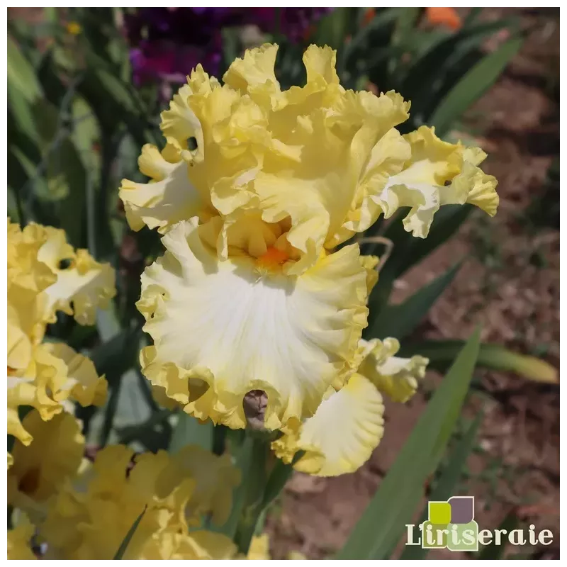 IRIS LEMON DELICIOUS - L'iriseraie - KUTTOLSHEIM ALSACE FRANCE