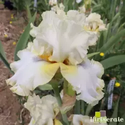 IRIS LIGHT OF DAY - L'iriseraie - KUTTOLSHEIM ALSACE FRANCE