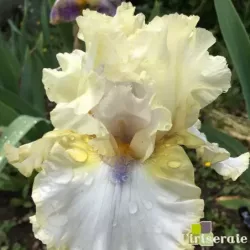 IRIS LIGHT OF DAY - L'iriseraie - KUTTOLSHEIM ALSACE FRANCE