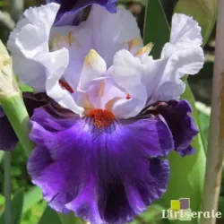 IRIS MAGNETISME - L'iriseraie - KUTTOLSHEIM ALSACE FRANCE