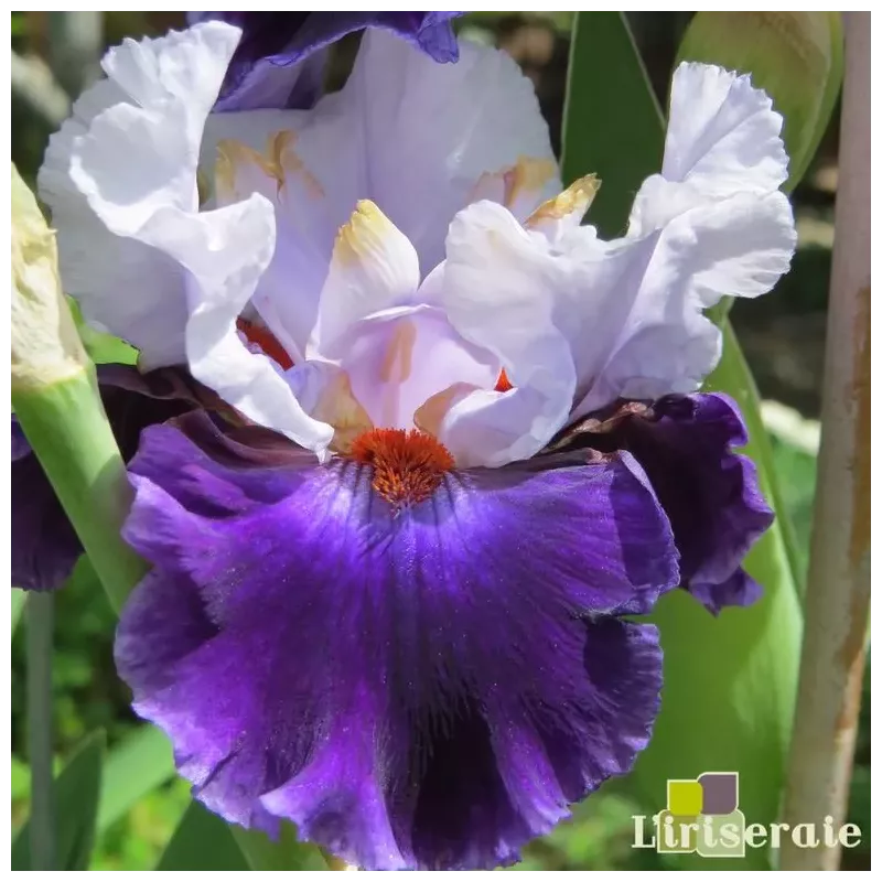 IRIS MAGNETISME - L'iriseraie - KUTTOLSHEIM ALSACE FRANCE