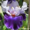 IRIS MAGNETISME - L'iriseraie - KUTTOLSHEIM ALSACE FRANCE