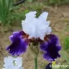 IRIS MAGNETISME - L'iriseraie - KUTTOLSHEIM ALSACE FRANCE