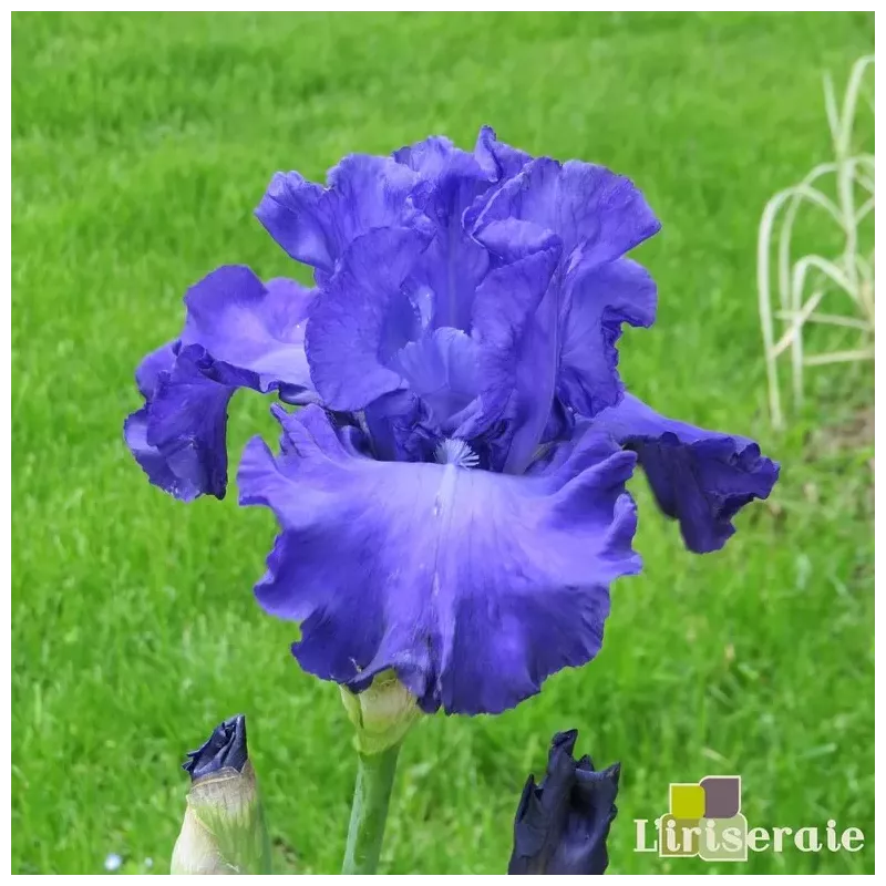 IRIS MER DU SUD - L'iriseraie - KUTTOLSHEIM ALSACE FRANCE