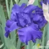 IRIS MER DU SUD - L'iriseraie - KUTTOLSHEIM ALSACE FRANCE