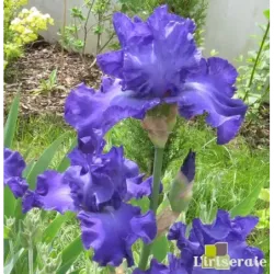 IRIS MER DU SUD - L'iriseraie - KUTTOLSHEIM ALSACE FRANCE