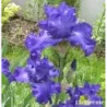 IRIS MER DU SUD - L'iriseraie - KUTTOLSHEIM ALSACE FRANCE