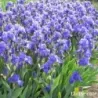 IRIS MER DU SUD - L'iriseraie - KUTTOLSHEIM ALSACE FRANCE