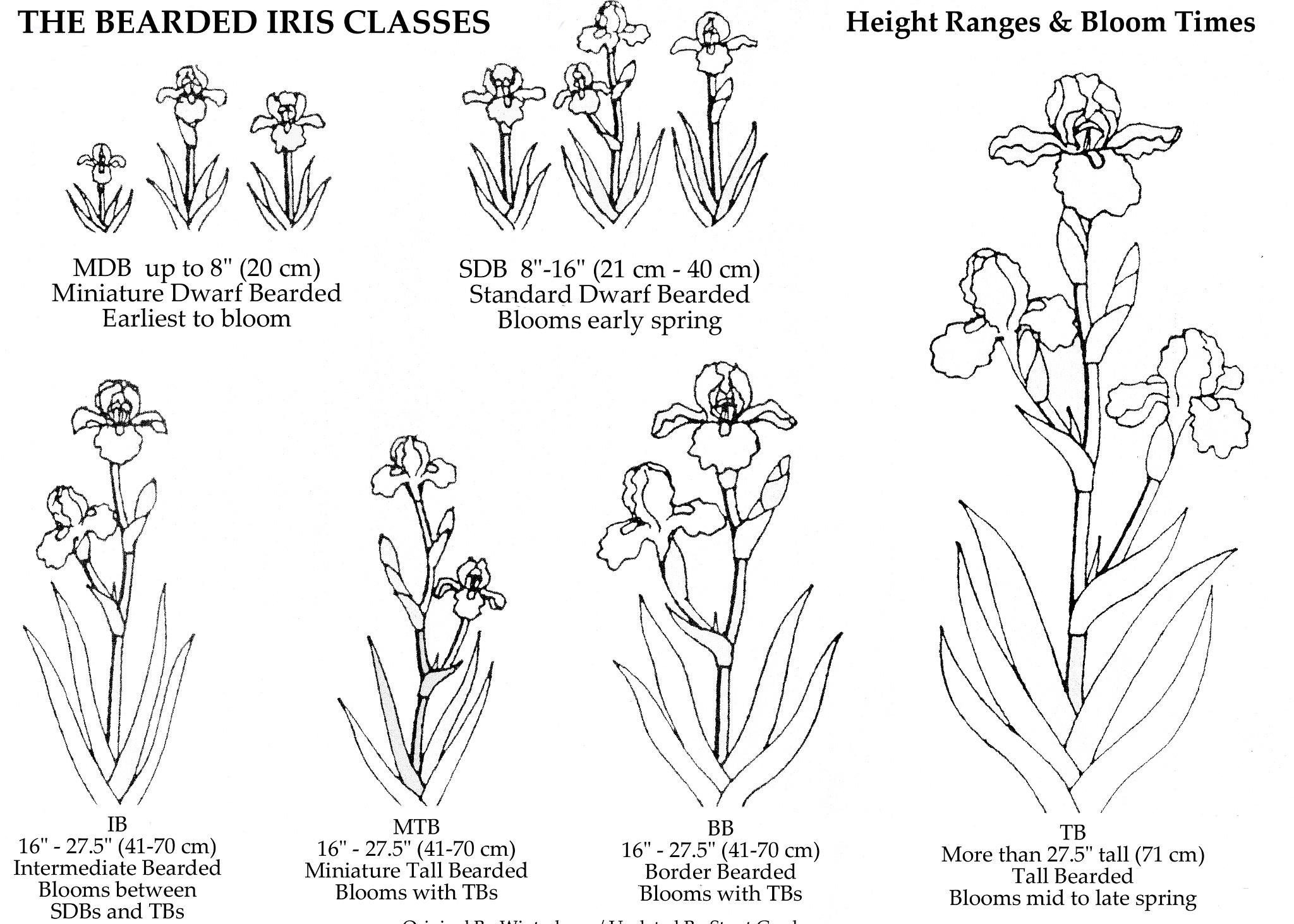 Раскрась и подпиши раннецветущие растения. Классификация ириса. Ирис систематика. Раннецветущие ирисы. Ирис классификация растения.